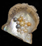 Variety of pearls in an oyster shell